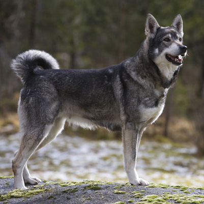 are swedish elkhounds dominant dogs