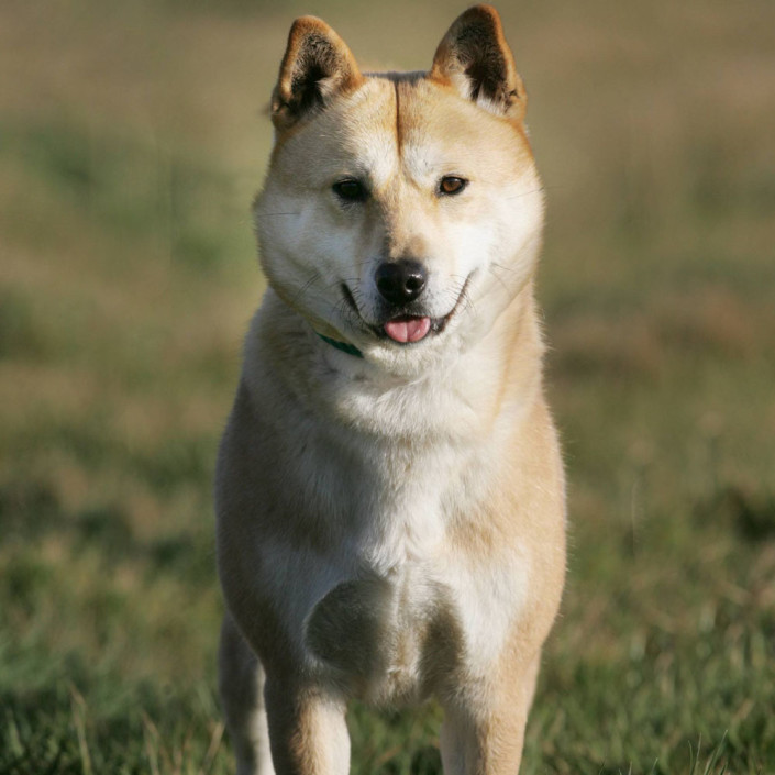 jindo stuffed animal