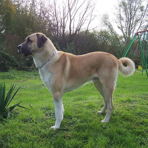 Kangal Dog Breed - Pet Paw