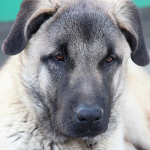 Kangal Dog with that Extremely Handsome Face - Pet Paw