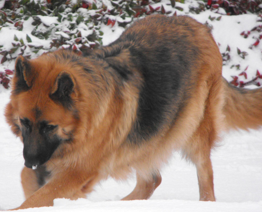 King Shepherd Breed Guide - Learn about the King Shepherd.