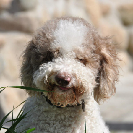 Smiling Lagotto Romagnolo - Pet Paw