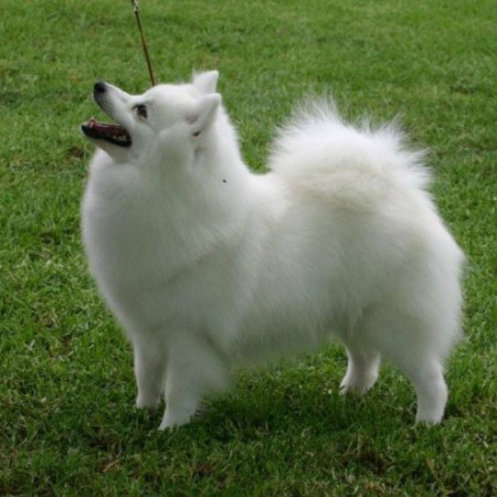 White Japanese Spitz - Pet Paw