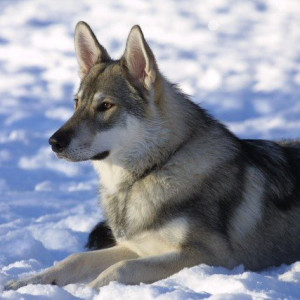 Adorable Tamaskan Dog in the Snow - Pet Paw