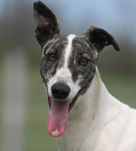 Hungarian Greyhound Pup - Pet Paw