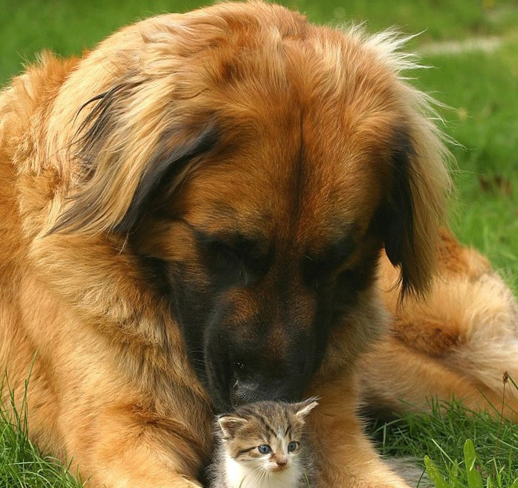 Leonberger Breed Guide - Learn About The Leonberger.