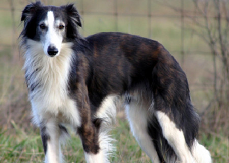 Long haired best sale whippet dog