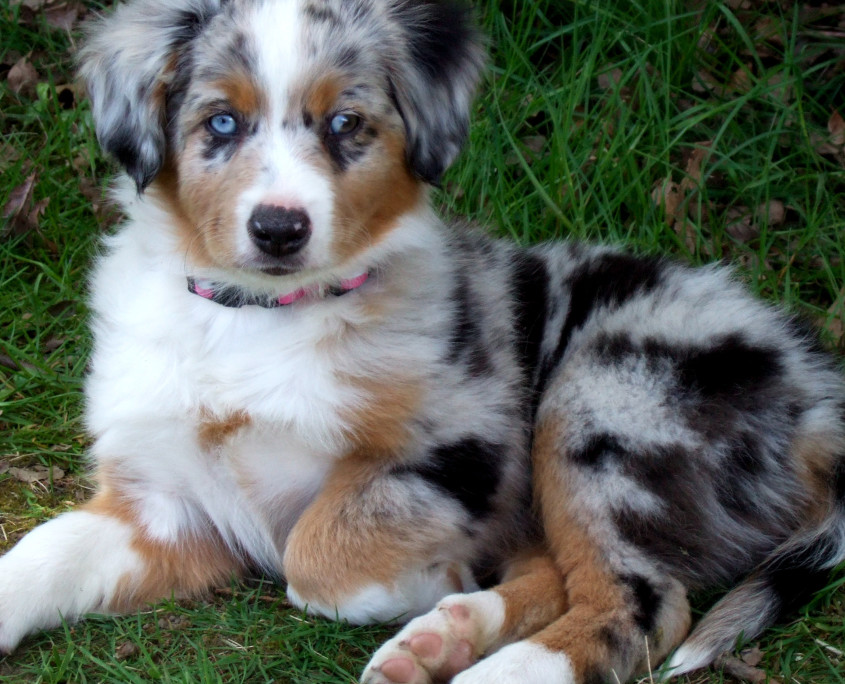 Miniature Australian Shepherd Breed Guide - Learn about the Miniature ...