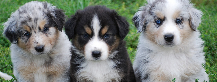 miniature shepherd puppies for sale