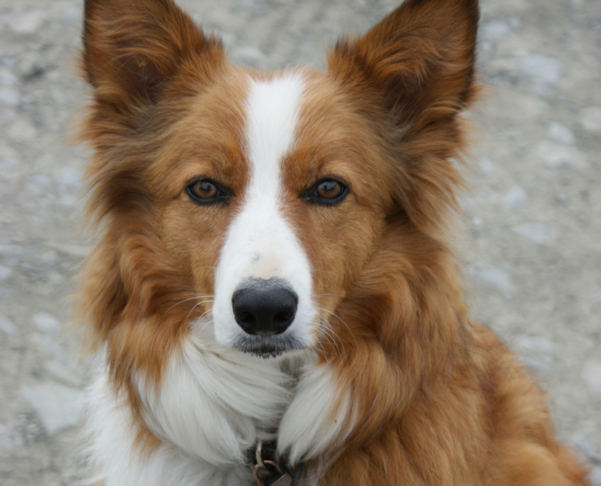 Welsh Sheepdog Breed Guide - Learn About The Welsh Sheepdog.