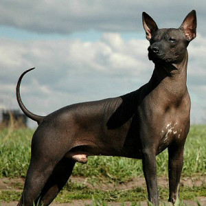 Xoloitzcuintli Looking at Far - Pet Paw