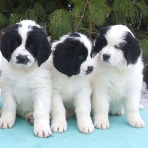 landseer puppies - Pet Paw