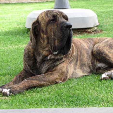 The dogs paw - The Fila Brasileiro, or Brazilian Mastiff, is a large  working breed of dog developed in Brazil. believed to have origins in a  number of breeds like the Mastiff