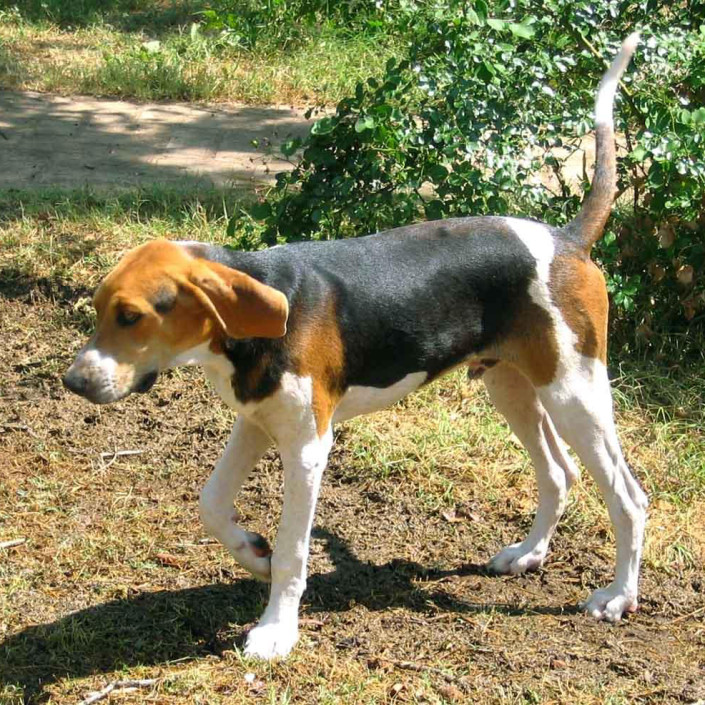 Treeing Walker Coonhound Dog Walking - Pet Paw