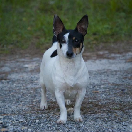 teddy roosevelt terrier pictures