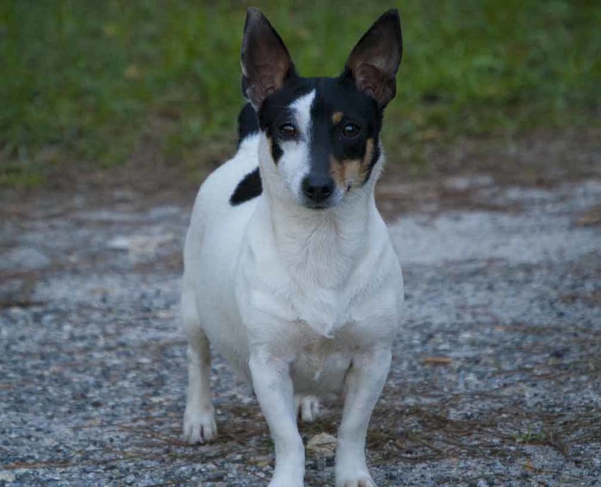 teddy roosevelt terrier