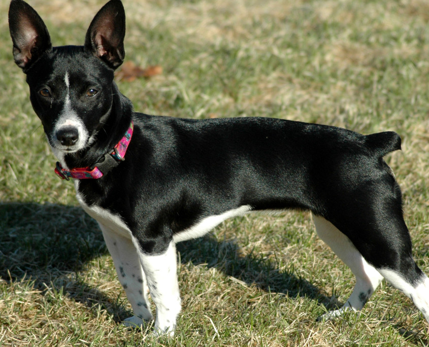 teddy roosevelt terrier pictures