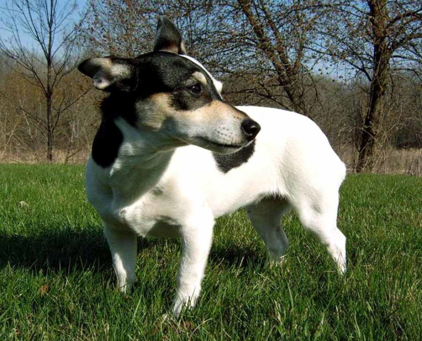 Teddy Roosevelt Terrier Breed Guide - Learn About The Teddy Roosevelt ...