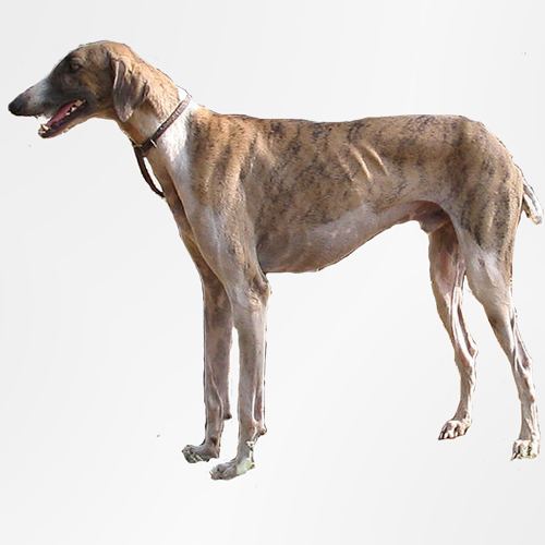 mudhol hound dog breed