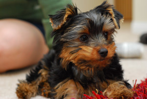 Yorkshire Terrier puppy