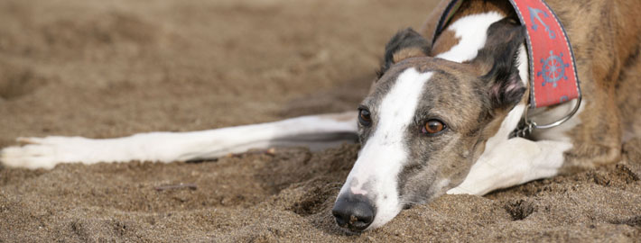 what health problems do galgo espanol have