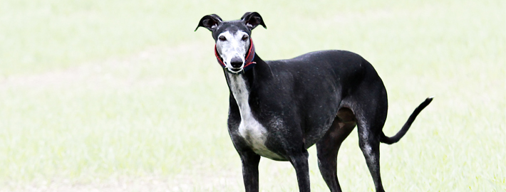 what health problems do galgo espanol have