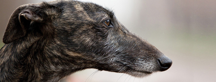 how many puppies can galgo espanol give birth to