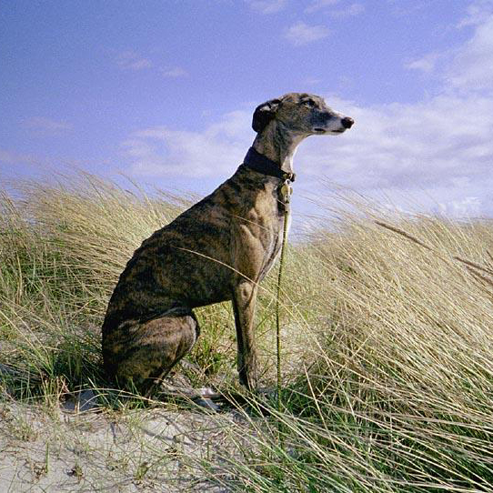 how many puppies can galgo espanol give birth to